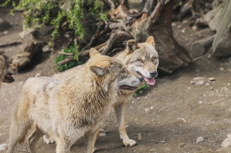 Blood in the Water: Reading the Signs That Your Pack Has Found Something Worth Chasing