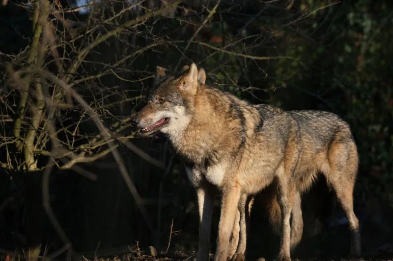 Breaking Formation: How One Wolf Going Rogue Kills the Whole Hunt