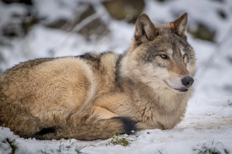 Go Cold: Why Your Creative Pack Needs to Stop Hunting for a While