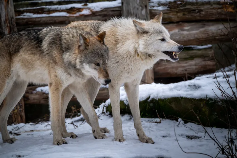Dead Hunts Don't Waste: What Failed Projects Are Actually Worth to Your Pack