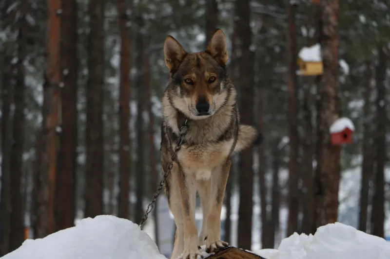 Hold the Line: Keeping Your Pack's Creative Identity When Everyone Has an Opinion