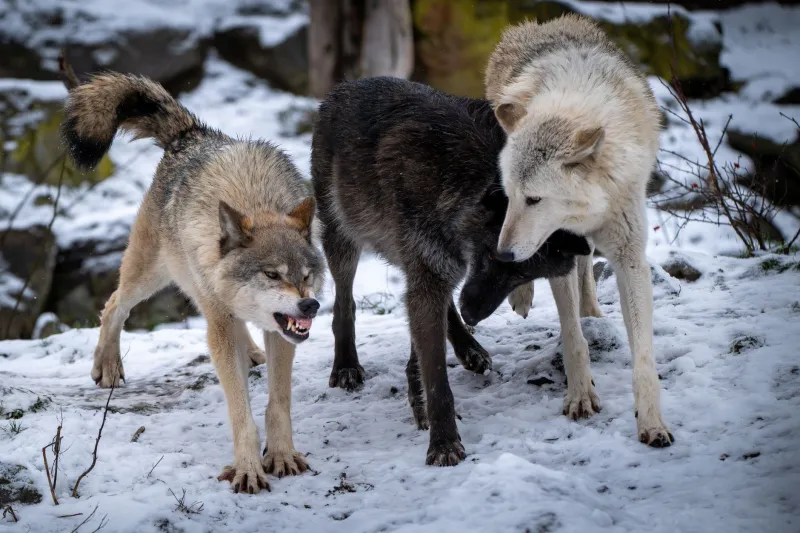 Hunt Smart, Not Alone: How Creative Packs Use Other People's Ideas to Sharpen Their Own