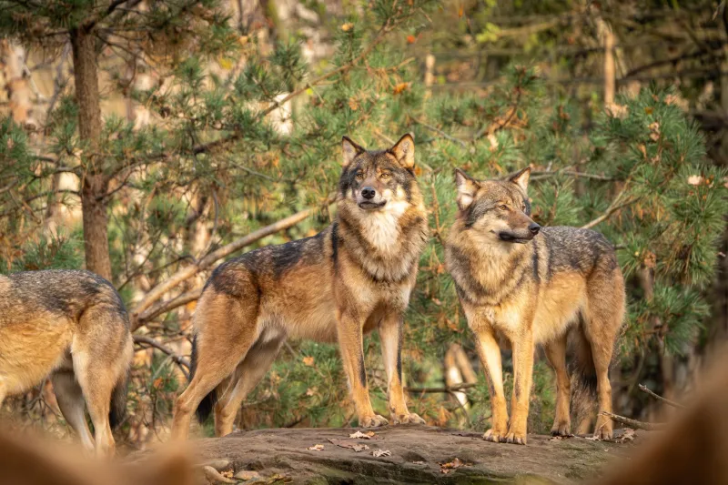 Killed by Committee: How Your Pack Is Smothering Its Own Best Ideas