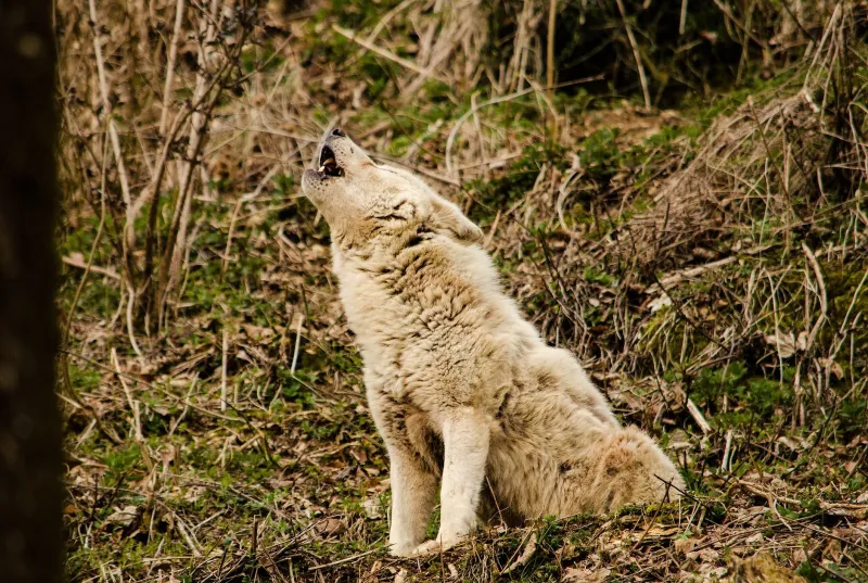 Quiet Fangs: How a Pack Starts Dying When Everyone Stops Talking