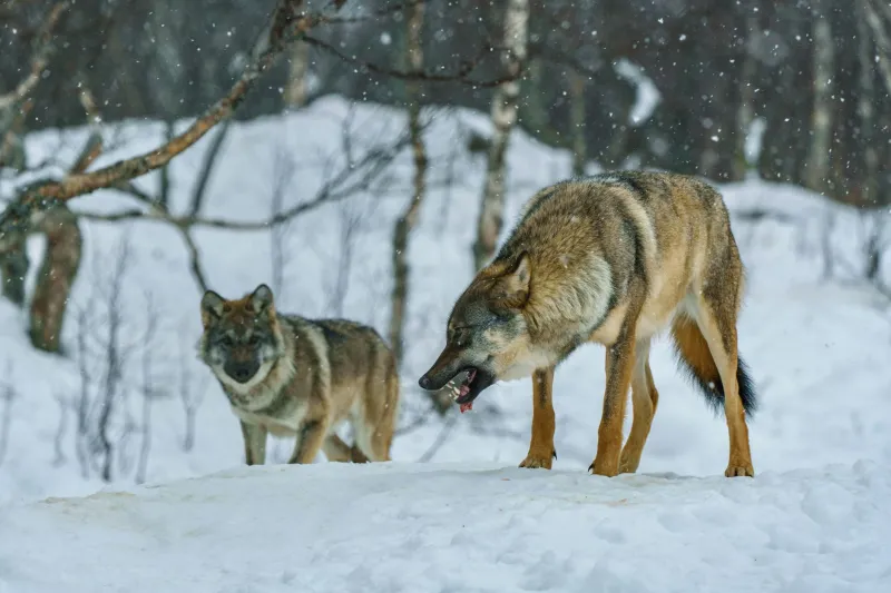 Raid the Wilderness: How Smart Creative Packs Hunt Ideas Everywhere But Their Own Backyard