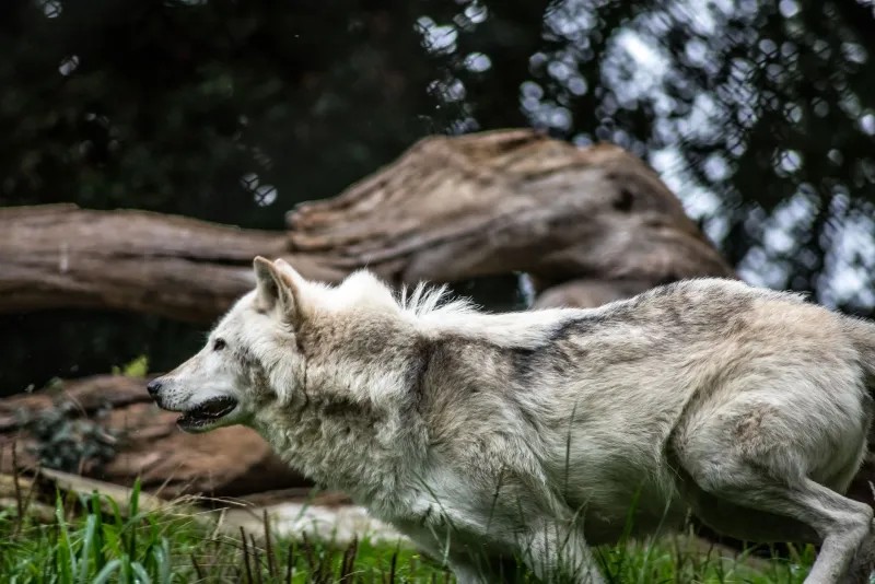 When the Pack Gets Too Big for the Den: Navigating Growth Without Losing Your Bite