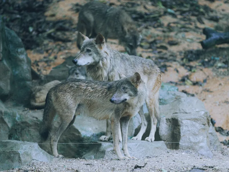 Why Your Creative Project Keeps Dying Alone in the Woods