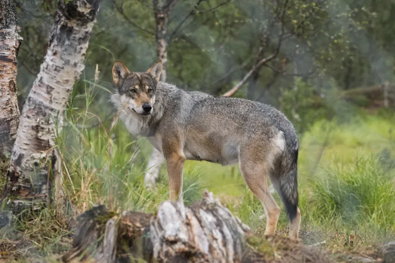 You're Not a Lone Wolf. You're Just Lost.